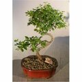 Paisaje Curved Trunk Style Flowering Sweet Plum Tree - Sageretia Theezans - Medium PA2802590